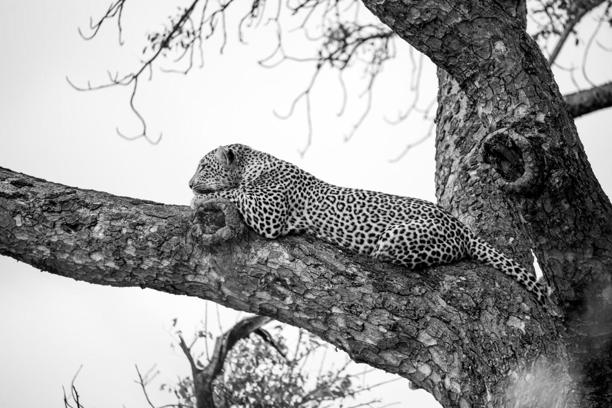 Aha Skukuza Safari Lodge Ngoại thất bức ảnh